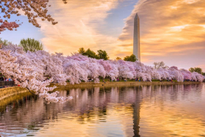 the National Cherry Blossom Festival